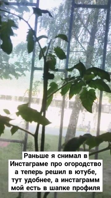 #томат #брж #огород #огородник #агроном #подкормка #удо # смотреть онлайн