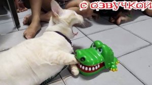 Приколы с котами! - С ОЗВУЧКОЙ! Самые смешные животные! СМЕШНЫЕ КОТЫ!