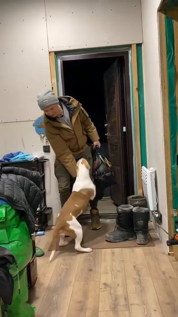 Встреча собаки и хозяина #shorts #staff смотреть онлайн