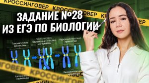 Задание 28 ЕГЭ биология: ВСЕ типы задач с кроссинговером | Умскул