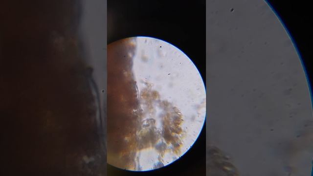 2 часть Находки в микромире.