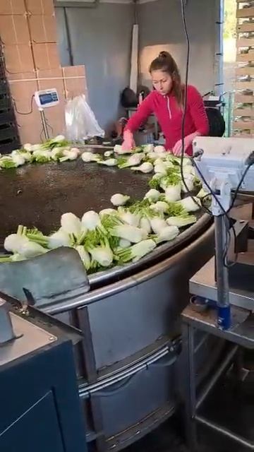 Работа в теплицах и на полях Compliment , Нидерланды. ДЕЛЕГА смотреть онлайн