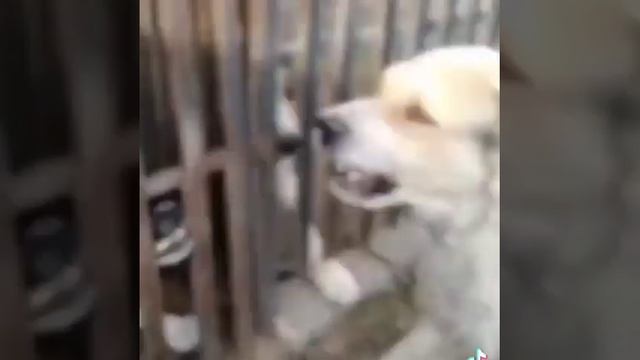 если бы не забор 😱как они не любят друг друга смотреть онлайн
