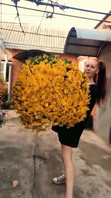 Кусту хризантемы мультифлора 4 месяца от посадки смотреть онлайн