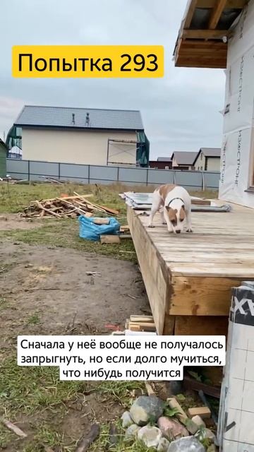 Стаффорд смешно и очень больно #staffordshire #shorts смотреть онлайн