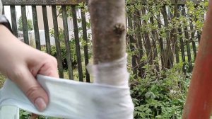 Как сделать ловчий пояс для деревьев от садовых вредителей, проверка совета из интернета