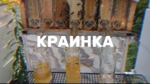 Краинская пчела Продуктивность, достоинства и недостатки