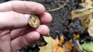 Супер коп с металлоискателем Ака Сорекс - осень 2024 / ЧА?