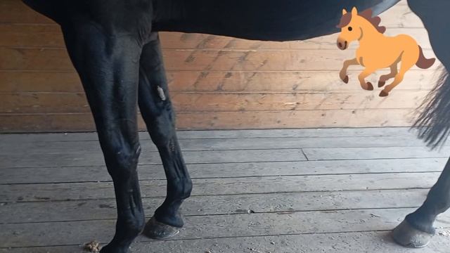 Я еду к лошадке