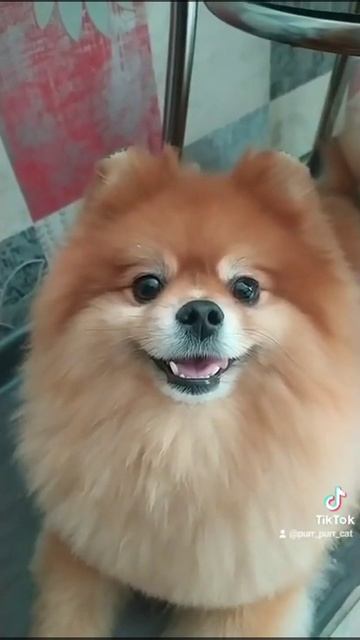 Шпиц: покажи, как рычит мишка смотреть онлайн