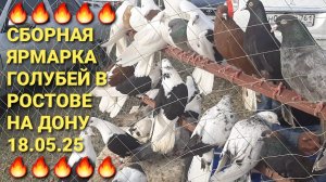 🔥🔥🔥 18.05.25. Сборная ярмарка голубей в Ростове на Дону. Pigeons Fair. Bird Market.