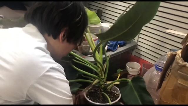 Внеплановая пересадка филодендрона Тукскланум Ред Кв смотреть онлайн