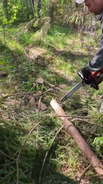 контрольный пропил запил выпил закусил|#stihl #shorts смотреть онлайн