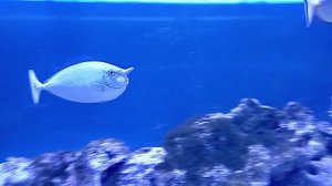 Удивительные морские обитатели.