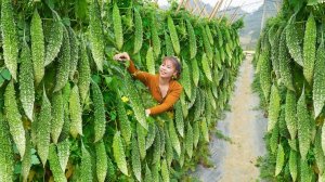 Неугомонная колхозница из Вьетнама. Сбор урожая, горькой дыни. Продажа на местном рынке.