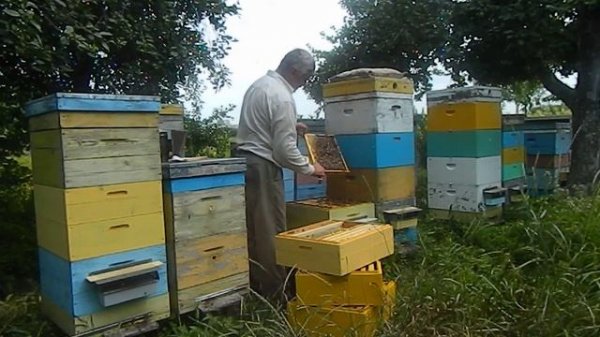 Пчеловодство bee ( Осмотр сем. № 7.)Измайлов Г. Б.