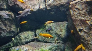 Москвариум. Орхидея. Гурами. Черепашки. Аротроны. Акулы. Май 2025