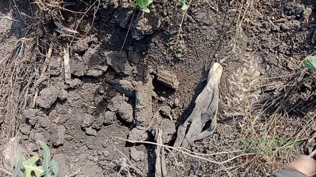 коп с прибором QUEST X5 нашел позицию немецкой зенитки #ко смотреть онлайн