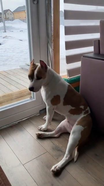 Стаффорд на страже порядка #shorts смотреть онлайн