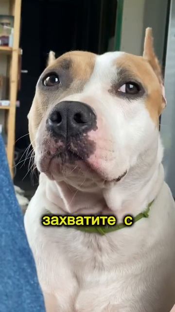 Стаффорд охранник #shortvideo #staff #стаффорд #стаффордширскийтерьер #amstaff #амстафф #блог смотреть онлайн