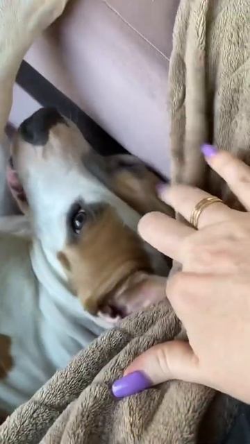 Собака звезда #shorts #staff #staffordshire смотреть онлайн