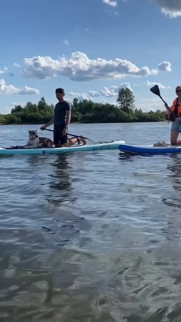 У меня самая лучшая собака #shortvideo #стаффорд #стаффордширскийтерьер #staff #амстафф #блог смотреть онлайн