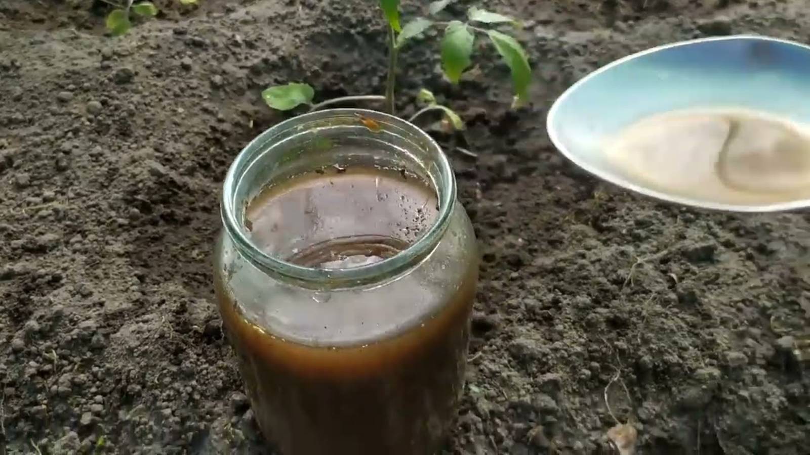 Помидор будет гора ЖАЛЬ ЧТО РАНЬШЕ НЕ ЗНАЛ ТОМАТЫ ВМИГ ЗАПЛОДОНОСЯТ смотреть онлайн