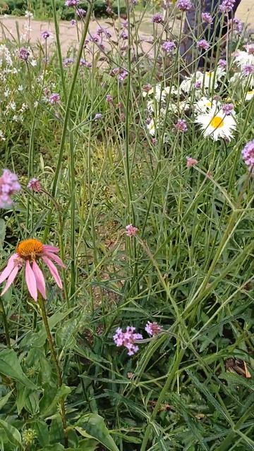 #цветник #многолетники #garden #вербена