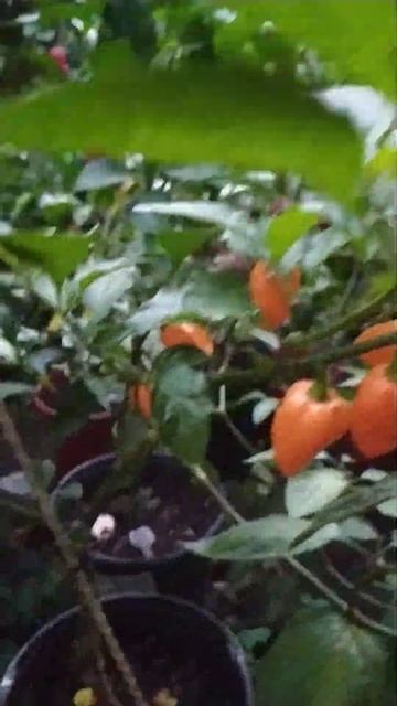 Mankurt, хиненс, сверх острый перец в горшке 4 л. г. Ставроп?