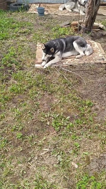 Измельчитель нового поколения 😆 #жизньсхаски #стаяха смотреть онлайн