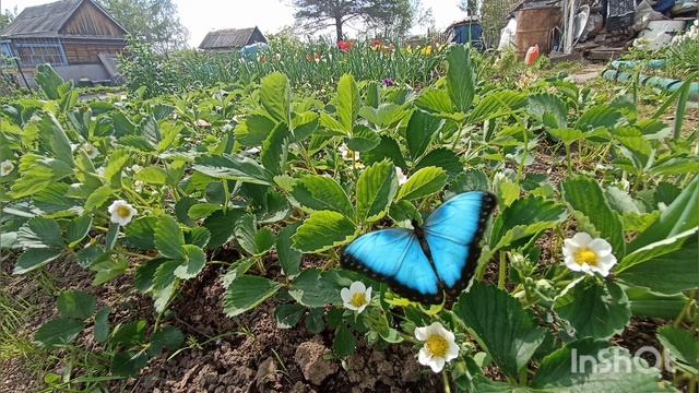 Доброе утро!) смотреть онлайн
