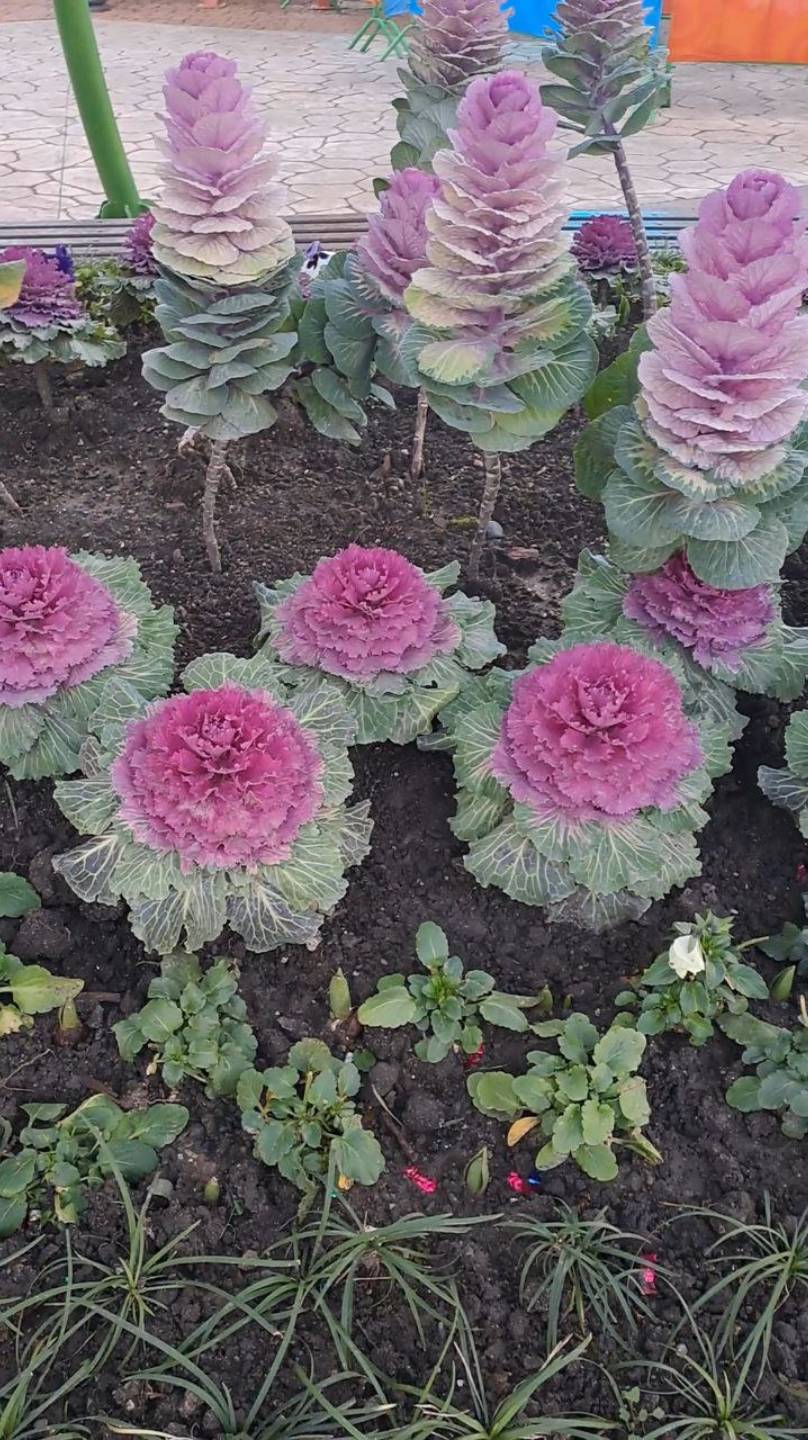 Газоны и цветники (зимой) смотреть онлайн