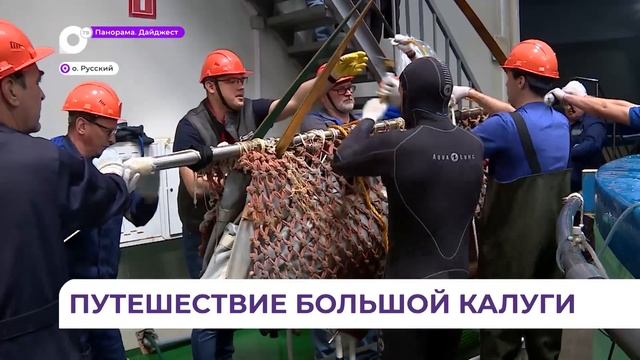 Три огромные калуги из Приморского океанариума переезжают в Хабаровский край