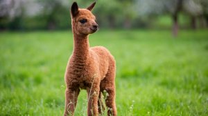 Лама и Альпака для детей и взрослых. Звуки ламы. Что ест милая лама?
