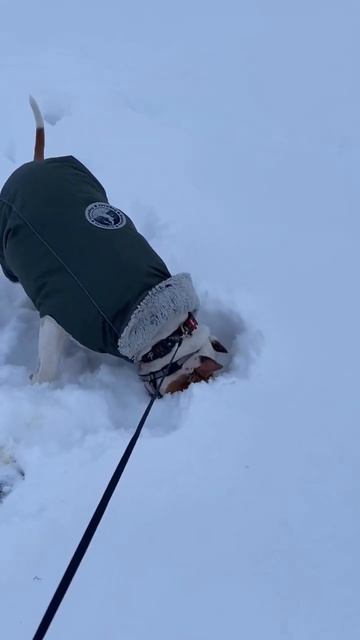 Поисковый Амстафф #shorts #shortvideo #subscribe #amstaff #staff смотреть онлайн