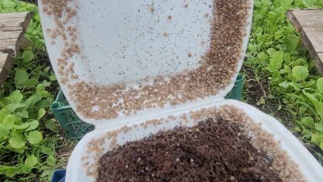 Выпускаю малька улитки в теплицу.