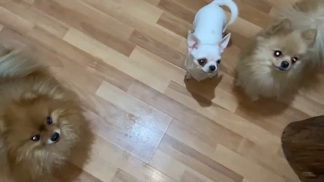 Купила лакомства своим собачулькам. смотреть онлайн