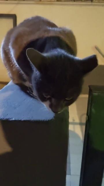 Кот ночью сидит на заборе и смотрит по сторонам 😸 Funny c смотреть онлайн