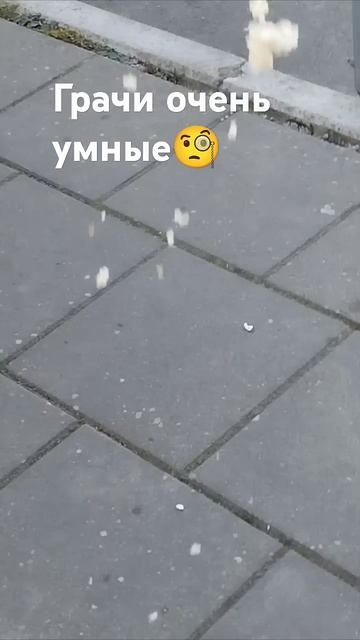 грачи очень умные. Этот голодным точно не останется😁 смотреть онлайн