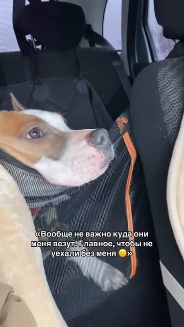 Стаффорд Юми #амстафф #собака #americanbully #pets #puppy #doglife #стаффорд #мем #funny #animals смотреть онлайн