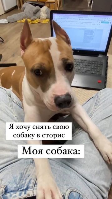 Мысли моей собаки Амстафф #staff #amstaff #pitbull #shortvideo #shorts смотреть онлайн