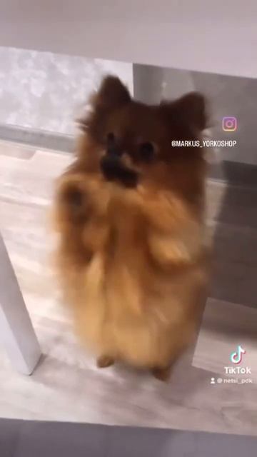 Шпиц в ботинках 🤣#шпиц #шпицмишка #померанскийщпиц # #йоркширскийтерьер #yorkie #йорк #pomeranian