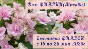 ФИАЛКИ. Выставка в Доме фиалки (Москва) с 16 по 26 мая 2025г. "Здравствуй, ЛЕТО - 2025"