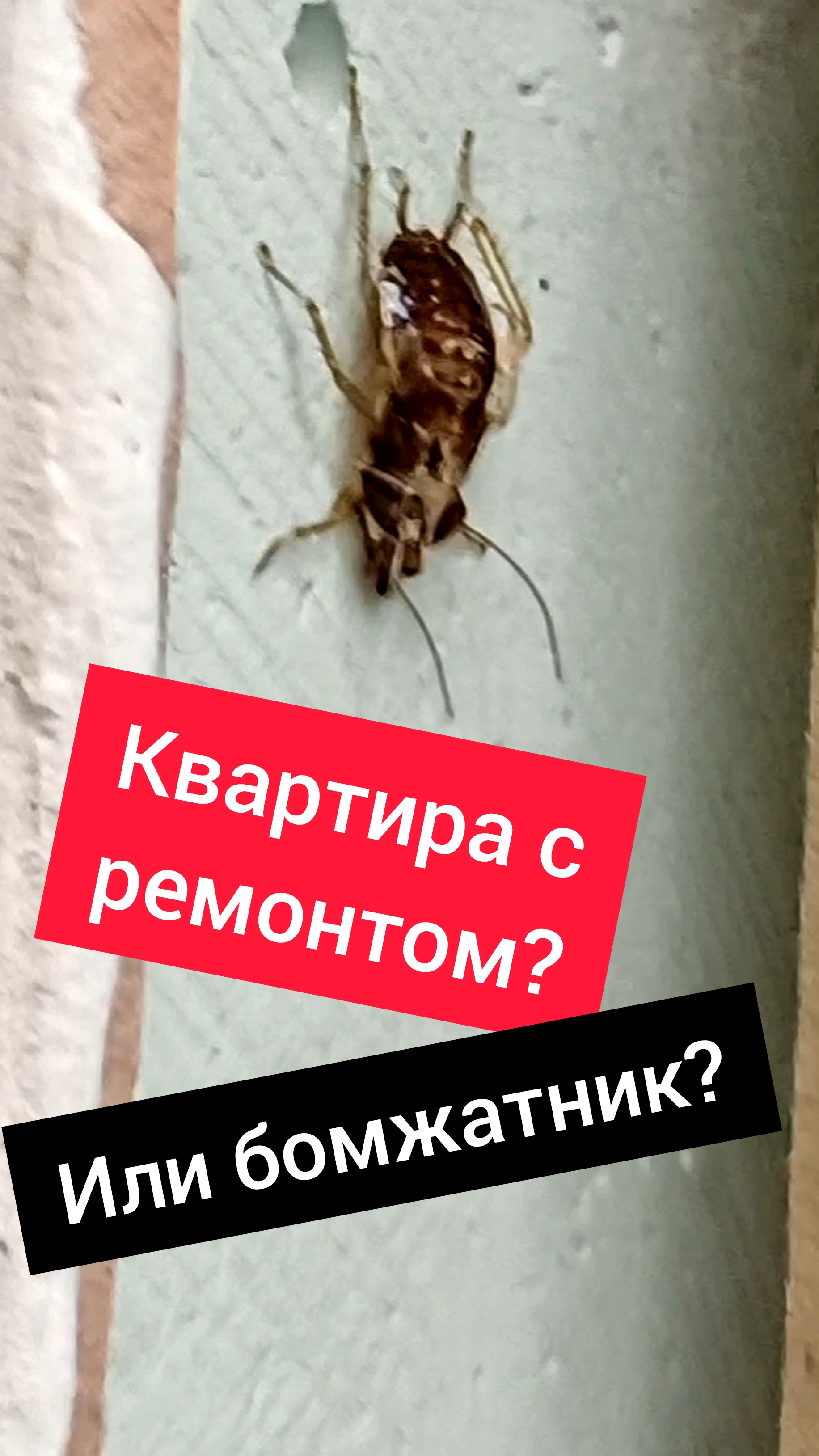 Бомжатник под видом косметического ремонта! Враньё в объявлениях о продаже квартиры #недвижимость смотреть онлайн