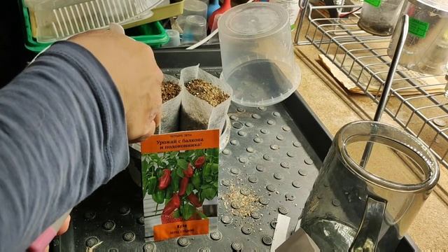 Посеяла перец сладкий Кузя от Агрофирмы Поиск. смотреть онлайн