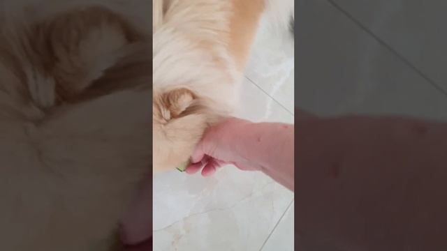 Шпиц любит кушать с рук..#шпиц#боня#кушаетогурчик