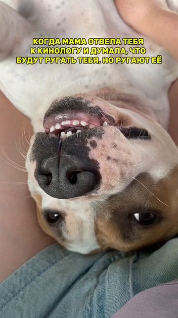 Стаффорд у кинолога #pets #собака #staffy #shortvideo #staff #прикол #staffie #животные #staffylove смотреть онлайн