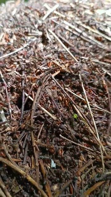 Сказочное место для копа!