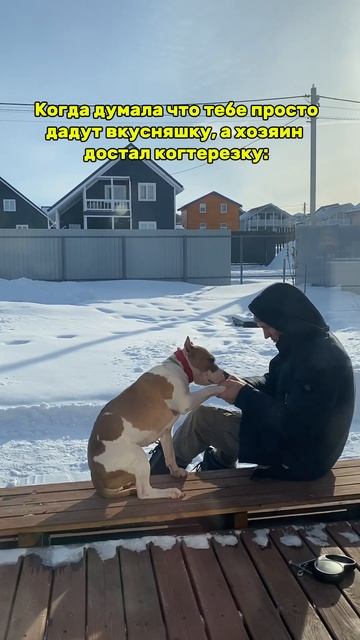 Стаффорд на маникюре #americanbully #pets #doglife #puppy #амстафф #мем #стаффорд #амбулли смотреть онлайн