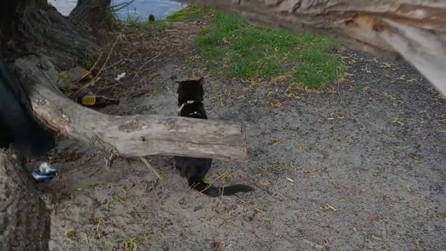 Кот Гром разговариванет с птицей смотреть онлайн